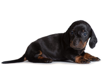 Beautiful puppy Dachshund lying and looking sideways.