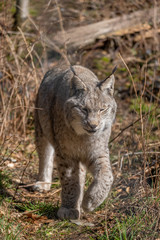 Trottender Luchs