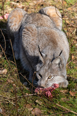 Naklejka premium Ein Luchs am fressen