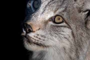Augen wie ein Luchs
