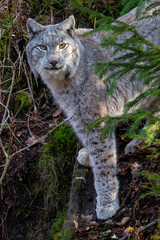 Neugierig blickender Luchs