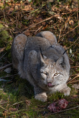 Luchs am fressen