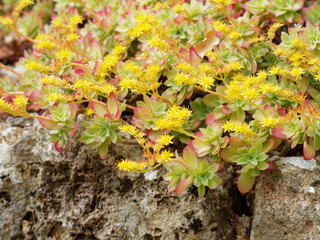 Orpin de Palmer (Sedum palmeri)