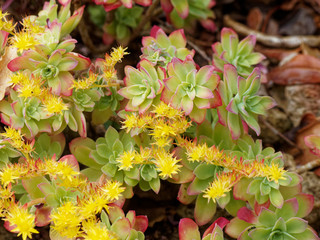 Orpin de Palmer (Sedum palmeri)
