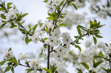 Cherry branches with blooming flowers in spring in the wind	