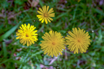 Close-up photography of a group of four dandelion flowers viewed from the top. Captured at the Andean mountains of cenral Colombia.