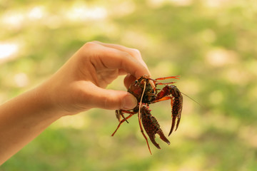 Hand holding Crawdad 