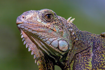 Close-up photography of the head of a green iguanas.  Captured at the Andean mountains of sothern Colombia.