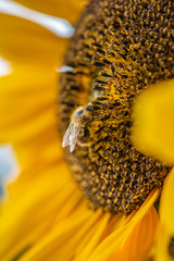 Closeup of a bee sitting on a sunflower and covered with pollen all over.