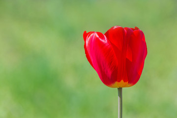 Obraz premium red tulip in garden at spring
