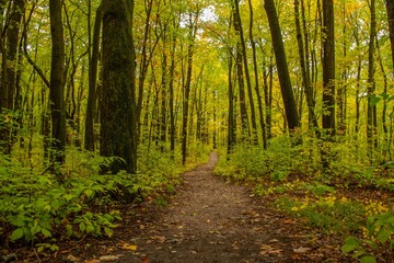 road in the forest