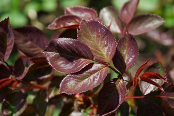 red leaves on a rose bush in a spring garden