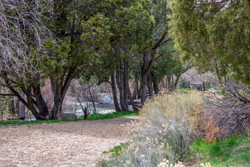 Trees Along the Stream
