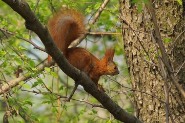 wild red squirrel sitting on a tree branch in the forest
