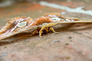 Macro photography of the Orizaba silkmoth on the floor. Captured at the Andean mountains of central Colombia.