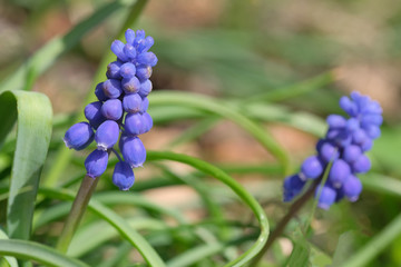 Beautiful bright small spring flowers