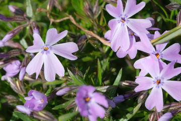 Fototapeta na wymiar Beautiful bright small spring flowers