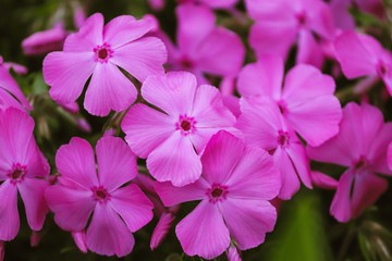 zarte Blüten des Phlox