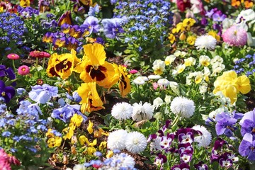 bunte Blumen im Blumenbeet im Frühling © Manfred Richter