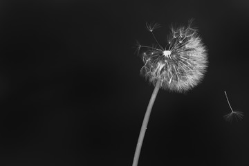 Dandelion with fluff ball wild flower blowing seeds