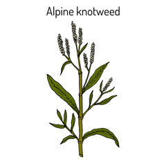 Alpine knotweed (aconogonon alpinum), medicinal plant