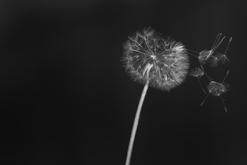 Dandelion with fluff ball wild flower blowing seeds