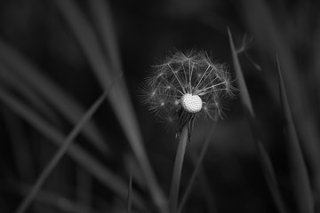 Dandelion with fluff ball wild flower seeds