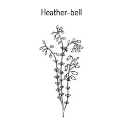 Heather-bell (Erica cinerea), medicinal, ornamental and honey plant - obrazy, fototapety, plakaty