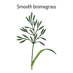 Smooth brome (Bromus inermis ), medicinal plant