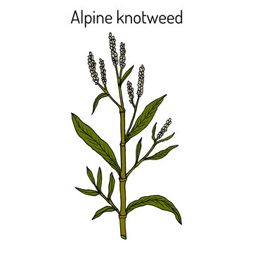 Alpine knotweed (aconogonon alpinum), medicinal plant