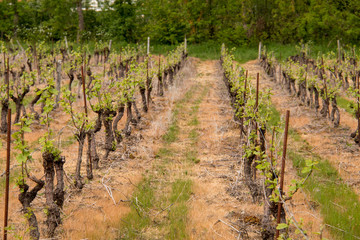 Fototapeta na wymiar Rangs de vignes