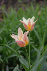 photography of the tulips in garden
