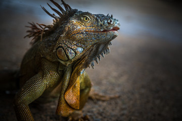 Iguana Close-Up. Iguana exposure done in an iguana farm in Roatan, Honduras. Photo with a wide open aperture in order to focus the animal face.