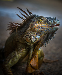 Iguana Close-Up. Iguana exposure done in an iguana farm in Roatan, Honduras. Photo with a wide open aperture in order to focus the animal face.