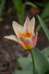 photography of the tulips in garden