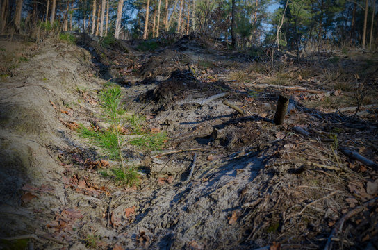 The picture after the felling of the forest - planted young sprouts of a conifer tree turns green.