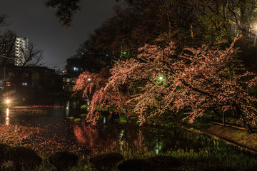 春の久保田城の風景