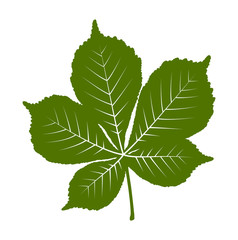 chestnut tree leaf