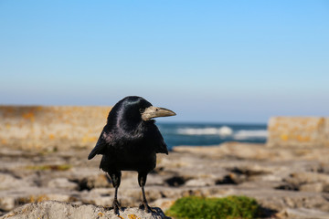 Ireland - from Dublin to Wild Atlantic Way