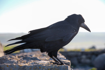 Ireland - from Dublin to Wild Atlantic Way