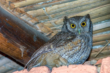 A beautiful tropical screech-owl stading under the roof of a rustic house. Captured at the Andean mountains of central Colombia.