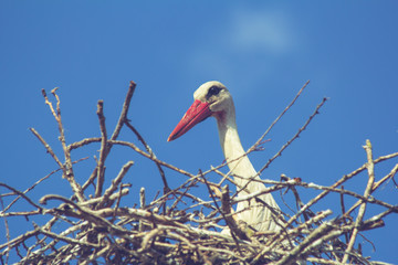 Fototapeta premium Stork and the nest against the sky
