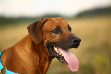 Side view at a rhodesian ridgeback for a walk outdoors on a field