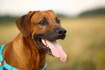 Obraz premium Side view at a rhodesian ridgeback for a walk outdoors on a field