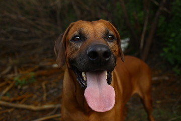 Front view at a rhodesian ridgeback for a walk outdoors on a field
