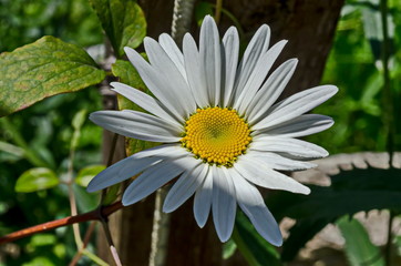 Obraz premium Beauty bloom of white daisy or marguerite flower in monastery garden, mountain Balkan, near Varshets town, Bulgaria, Europe 