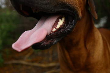 Side view at a rhodesian ridgeback for a walk outdoors on a field