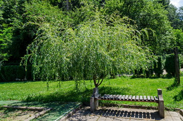 A beautiful bench under the shadow of a fresh weeping willow  in the  monastery place for relax, mountain Balkan, near Varshets town, Bulgaria, Europe  