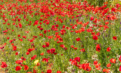 Springtime. Poppies and wild flowers field background