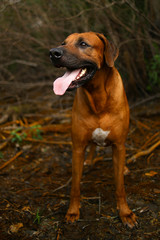 front view at a rhodesian ridgeback for a walk outdoors on a field